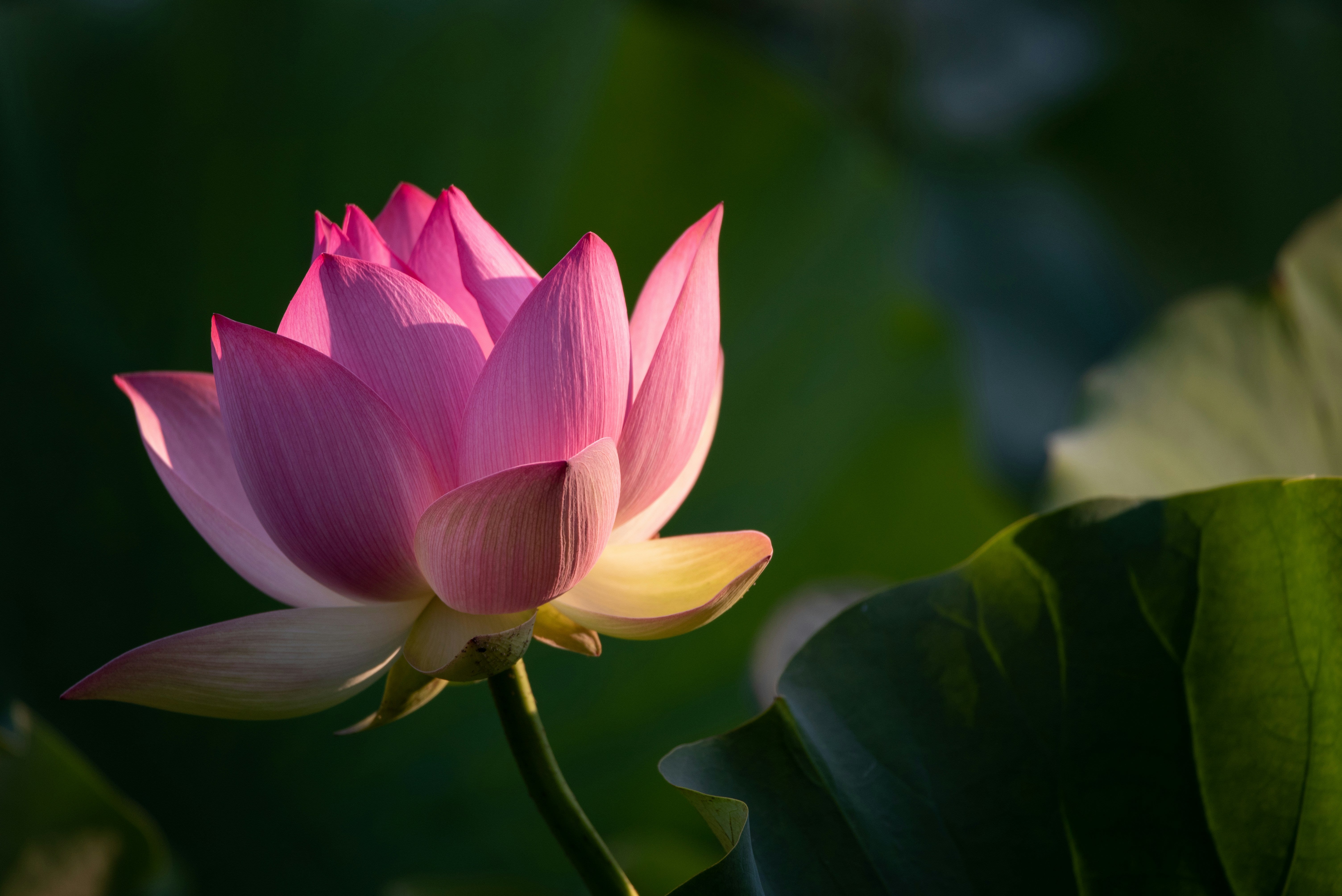 The Meaning of the Lotus Flower: Symbolism, History, and Spiritual Significance