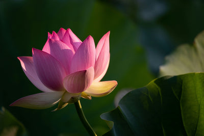 The Meaning of the Lotus Flower: Symbolism, History, and Spiritual Significance